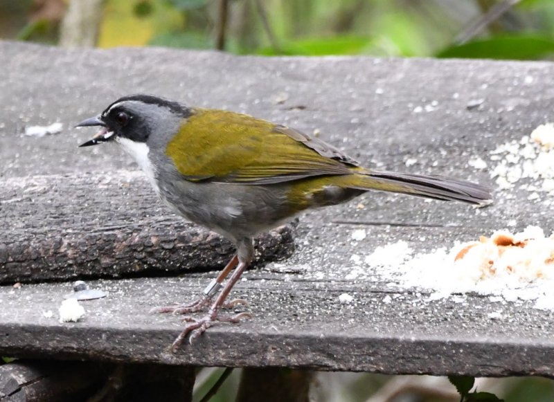 DSC_7203b.jpg