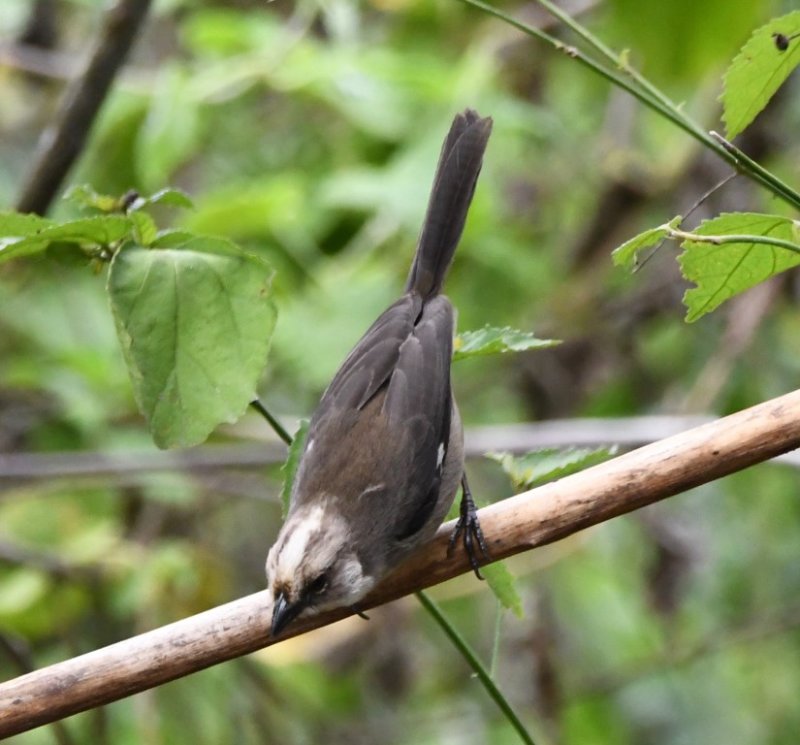 DSC_7204b.jpg