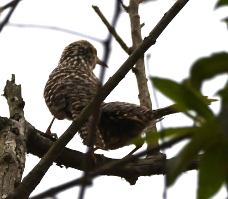 DSC_7393b.jpg