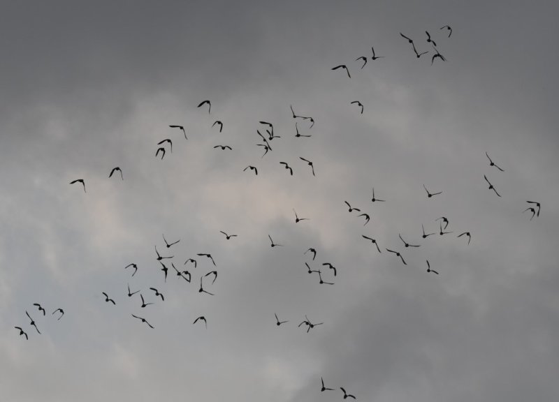 DSC_7454b.jpg