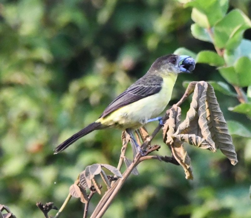 DSC_7464b.jpg