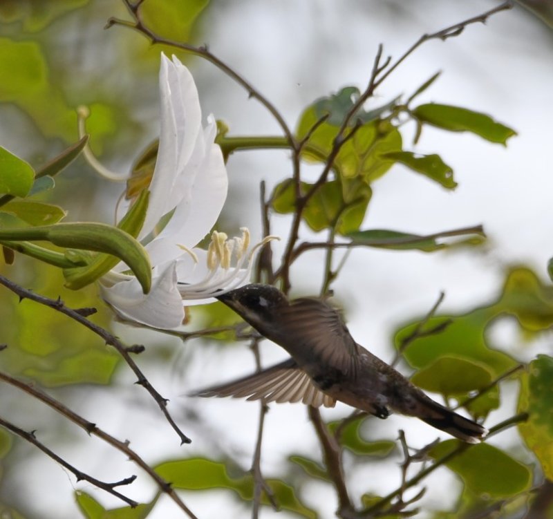DSC_7703b.jpg