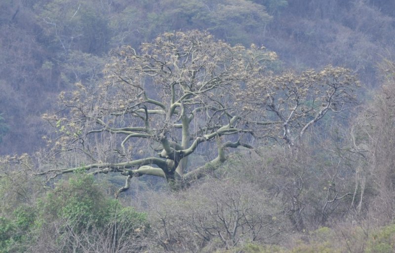 DSC_7811b.jpg
