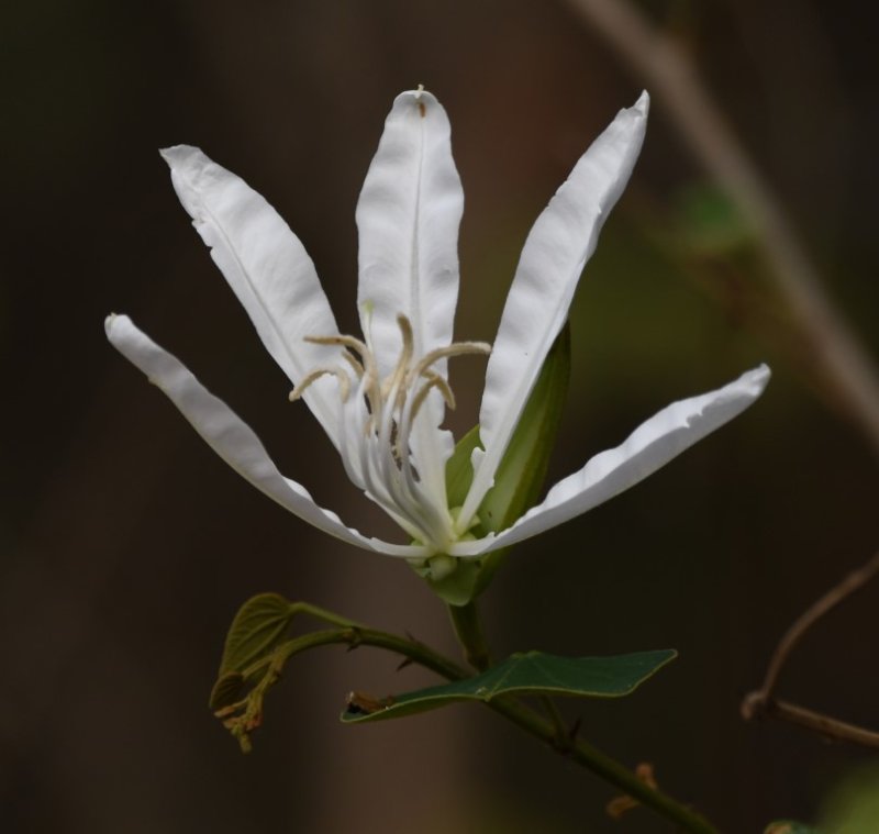 DSC_7812b.jpg