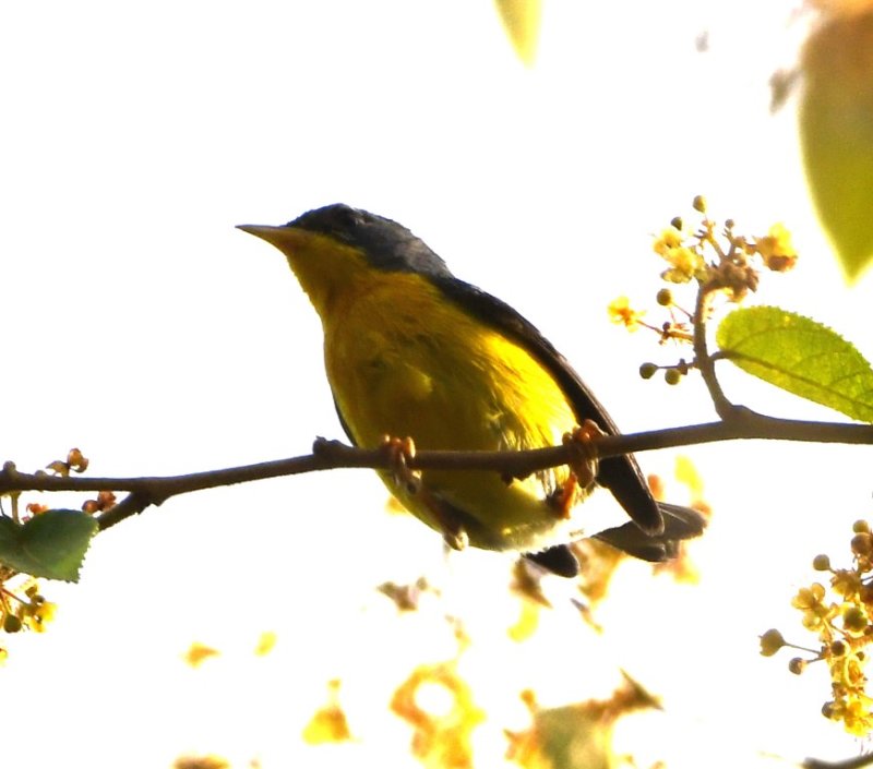 DSC_7825b.jpg