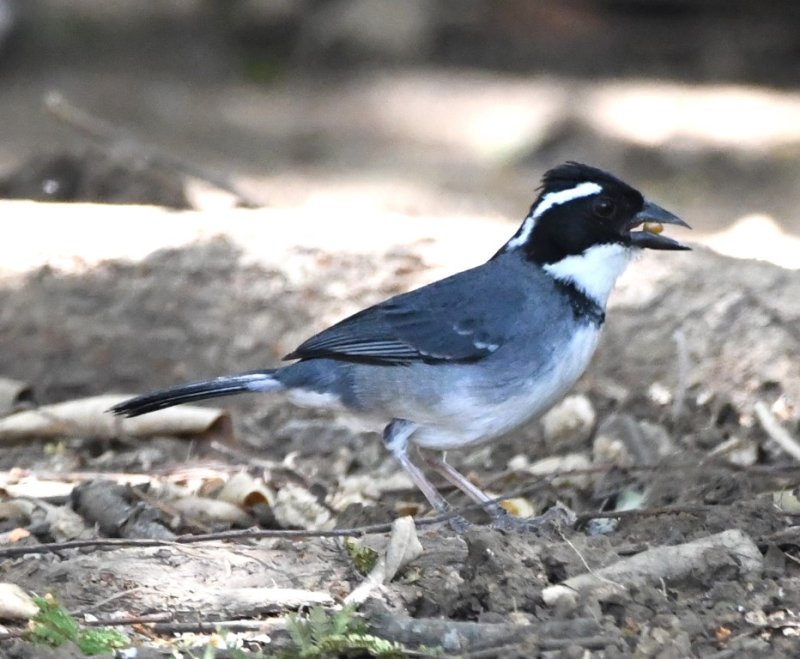 DSC_8061b.jpg