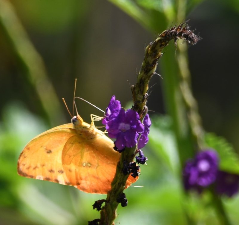 DSC_8123b.jpg