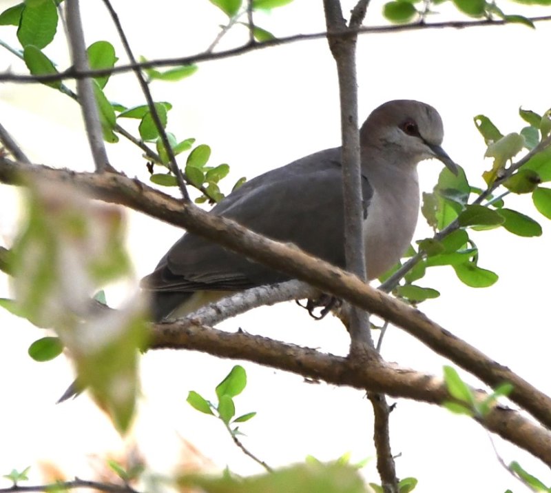 DSC_8227b.jpg