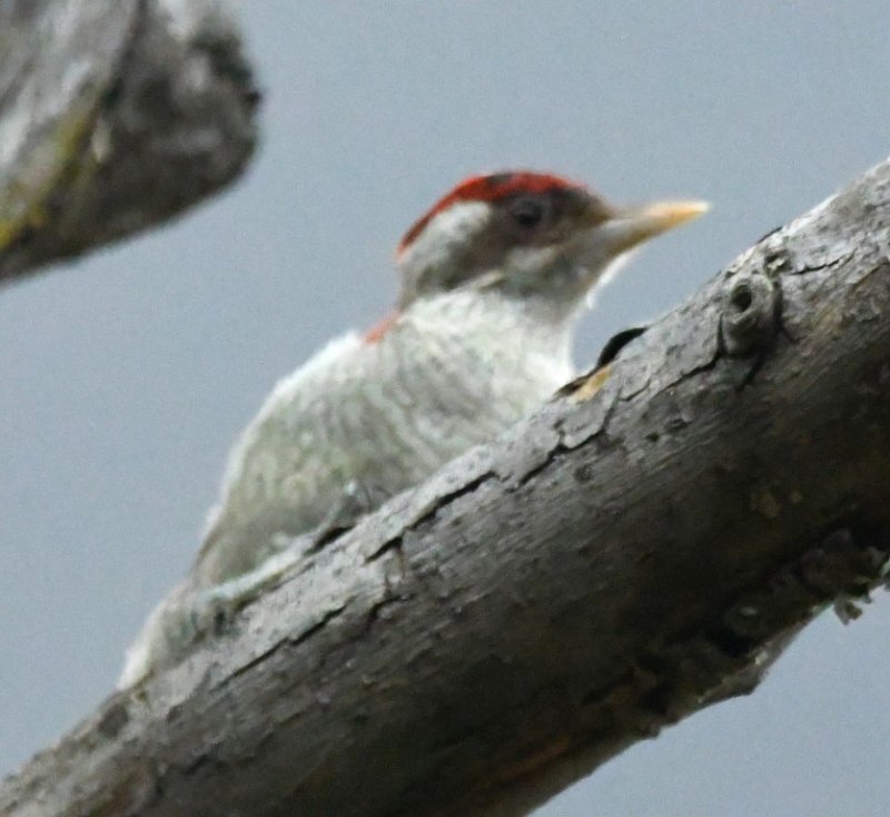 DSC_8404b.jpg