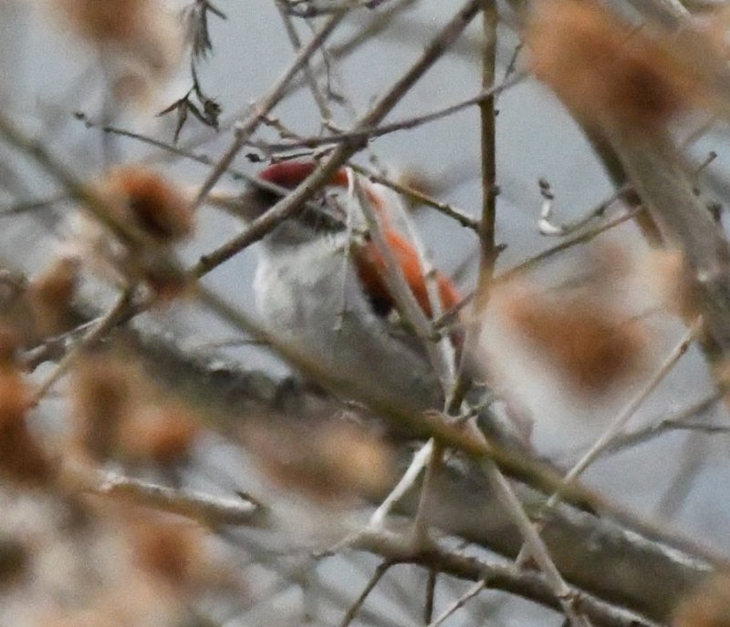 DSC_8409b.jpg