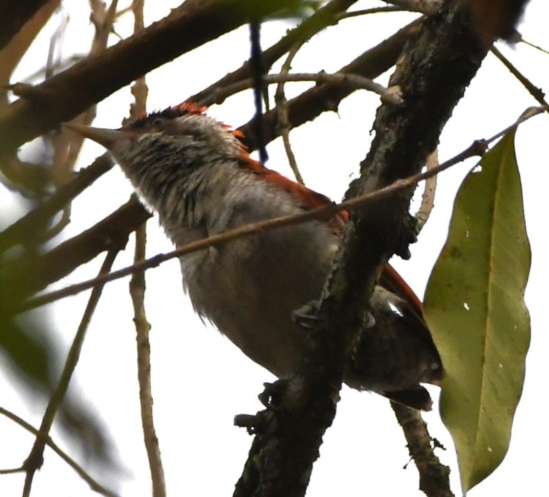 DSC_8453b.jpg