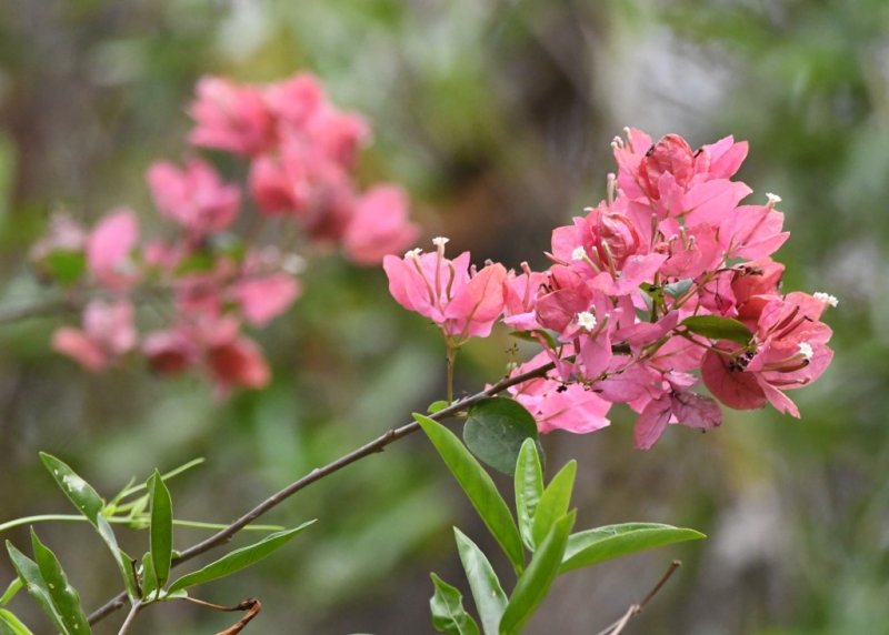 DSC_8482b.jpg