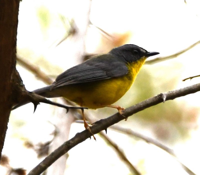 DSC_8486b.jpg