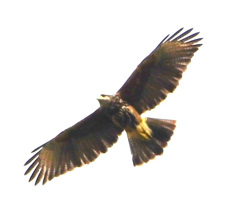DSC_8615b.jpg