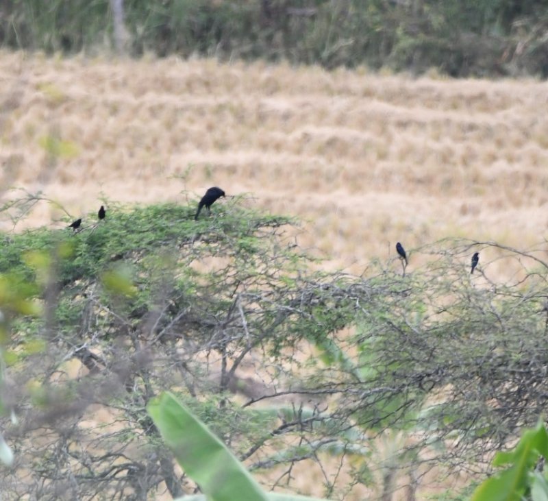 DSC_8721b.jpg