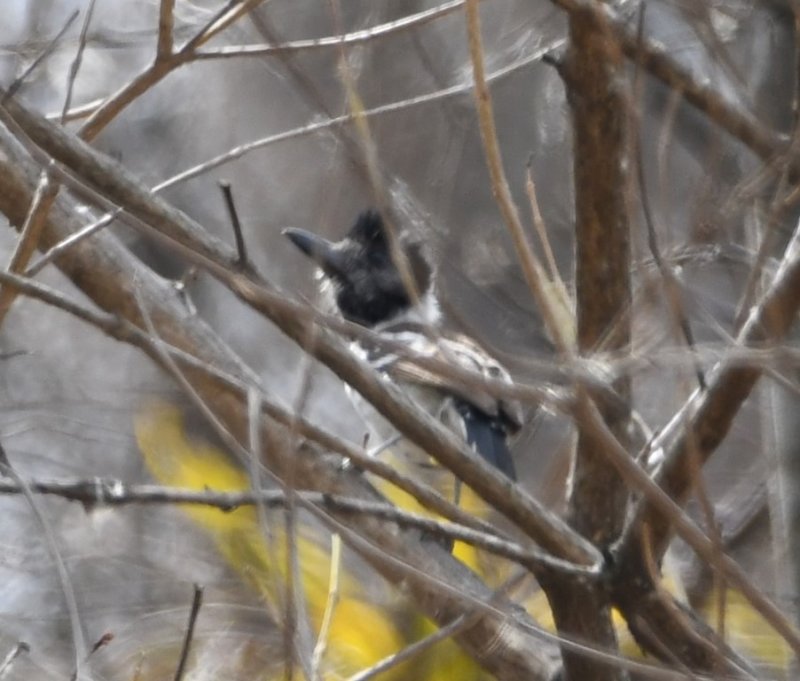 DSC_8879b.jpg