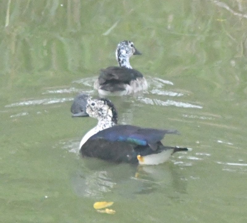 DSC_8898b.jpg