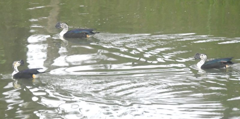 DSC_8906b.jpg