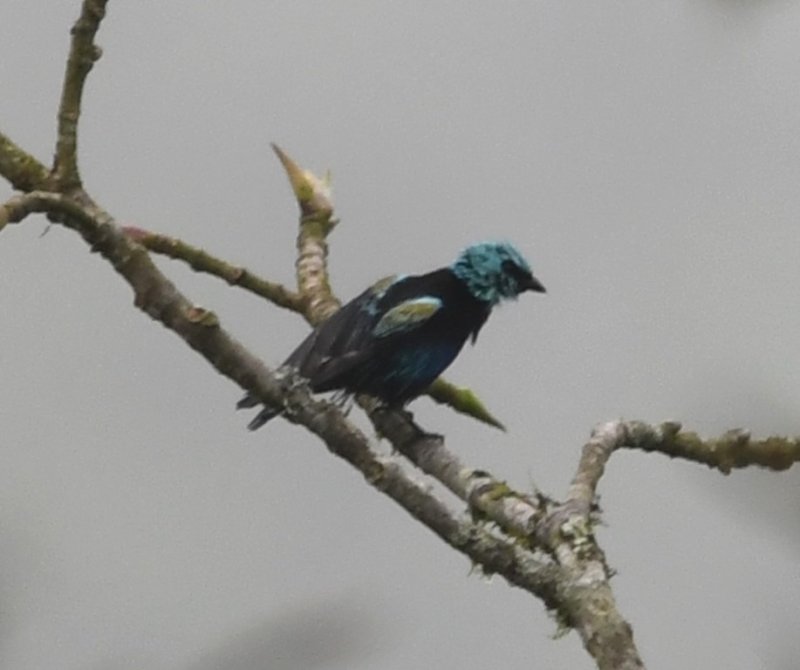 DSC_9338b.jpg