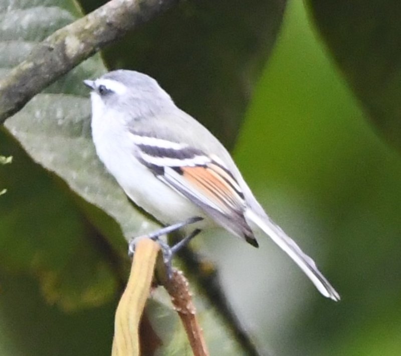 DSC_9434b.jpg