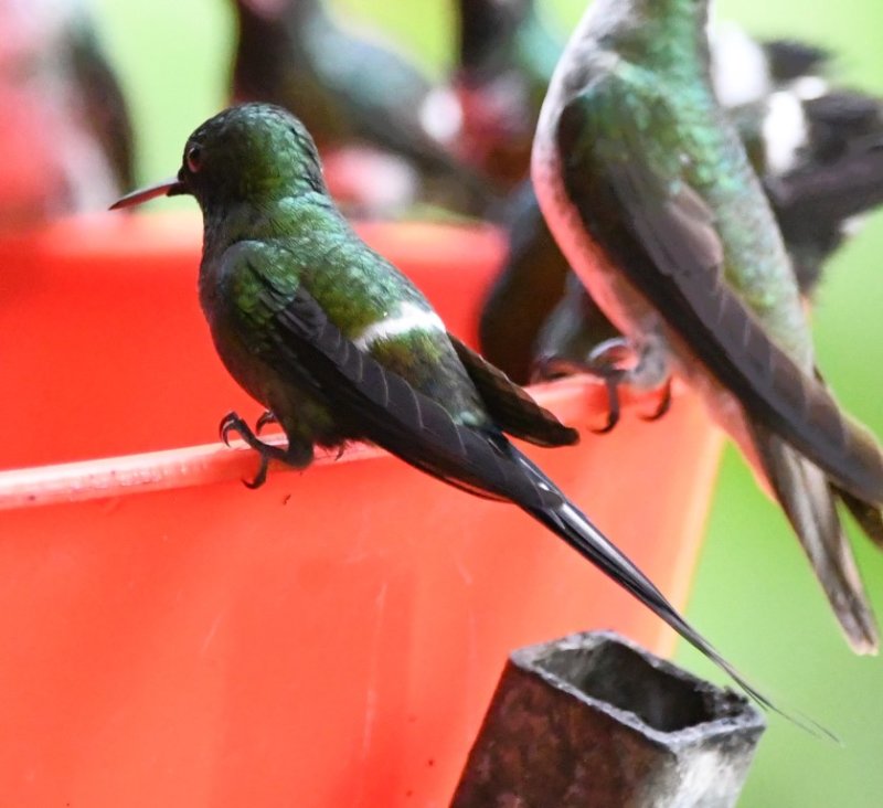 DSC_9814b.jpg