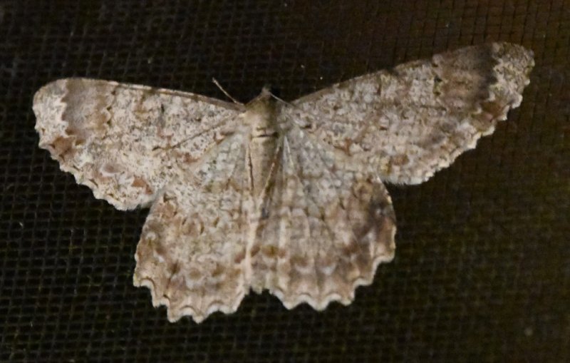 DSC_0238b.jpg