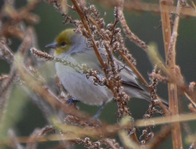 DSC_1853b.jpg