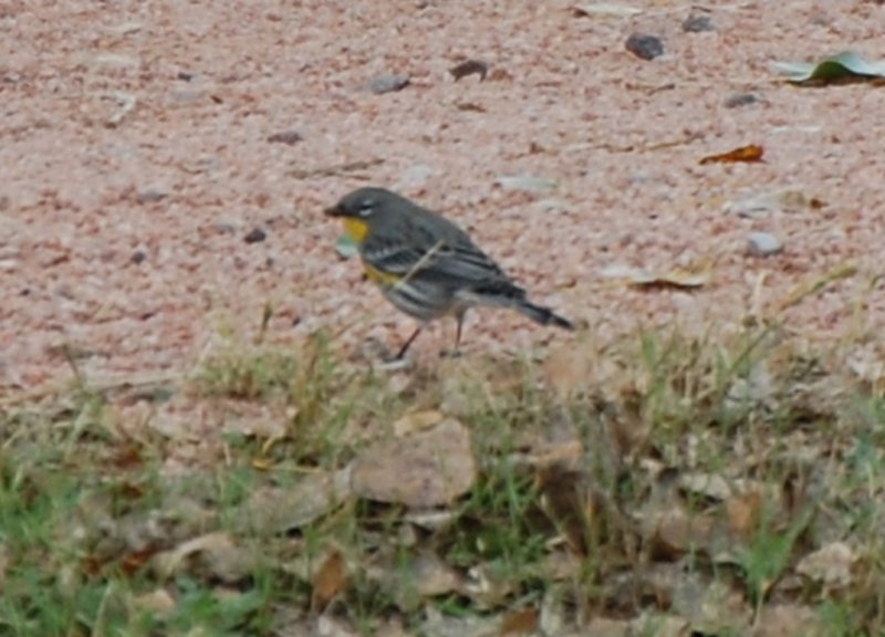 DSC_1881b.jpg