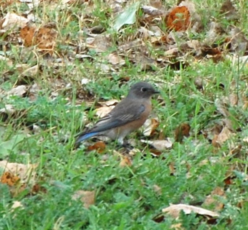 DSC_1883b.jpg