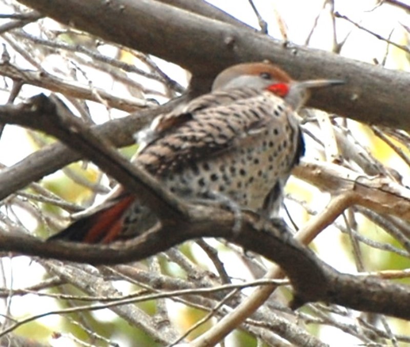 DSC_1898b.jpg