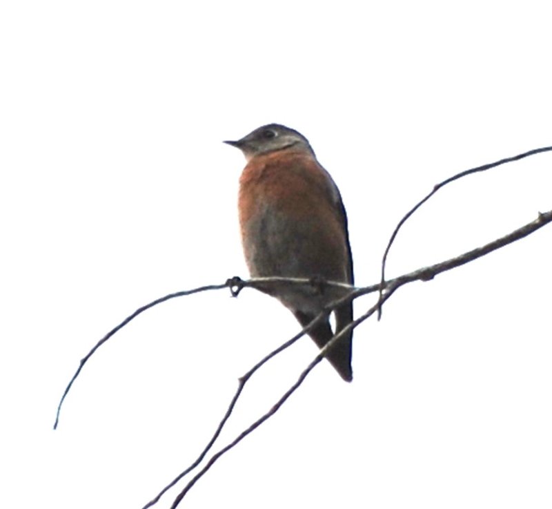 DSC_1903b.jpg