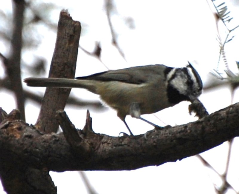 DSC_1934b.jpg