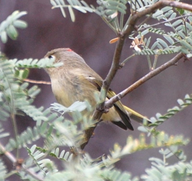 DSC_1957b.jpg