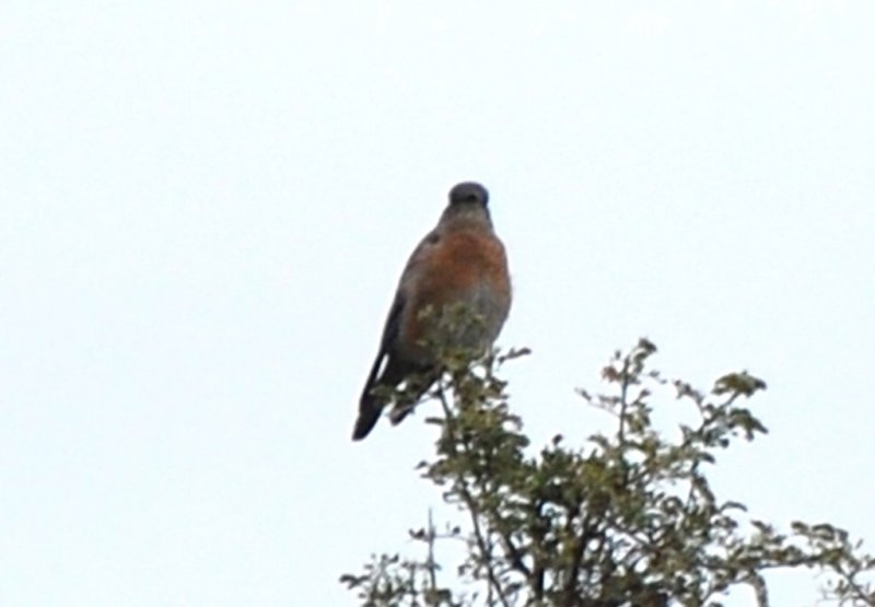 DSC_1979b.jpg
