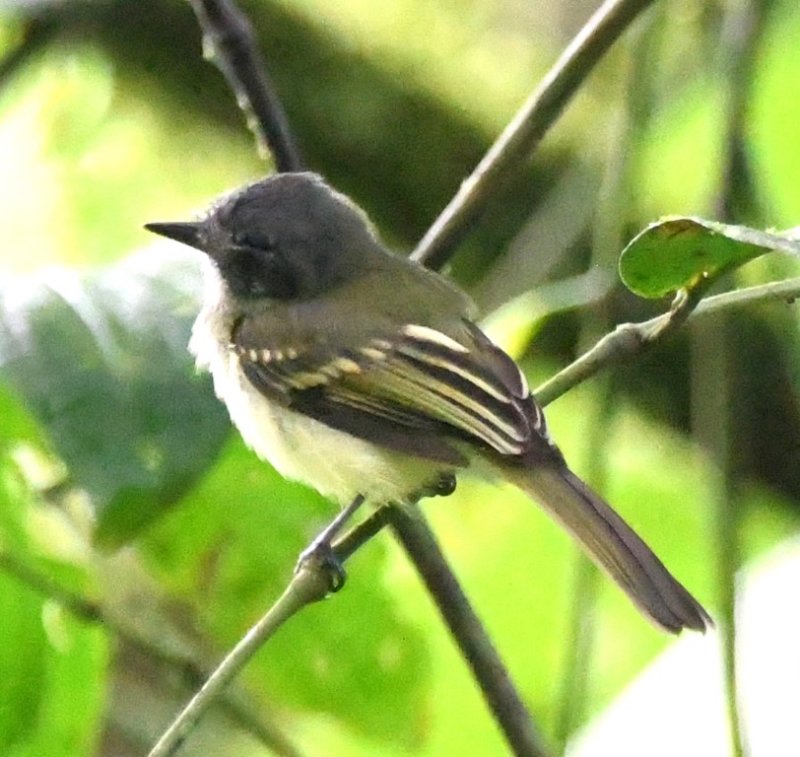 DSC_0735b.jpg