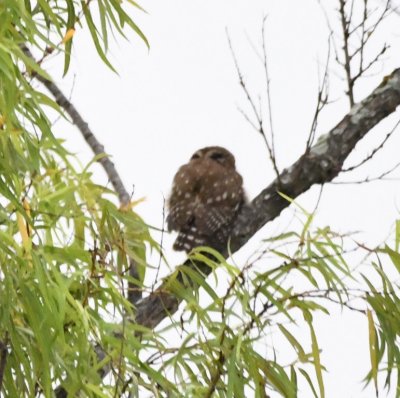 After breakfast, a Pacific Pygmy-Owl was spotted in a tree down the street from the hostera. With its back to us, we could see the 'false eyes' in the back of its head.