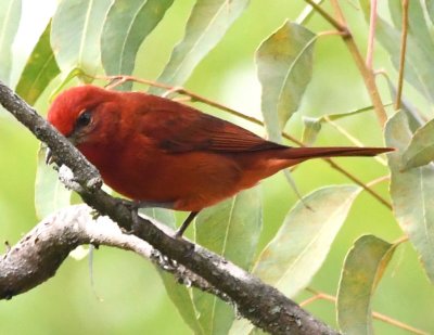 Hepatic Tanager (also known as Tooth-billed Tanager)