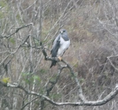 The second Black-chested Buzzard-Eagle landed on a tree, also high up on the hill.