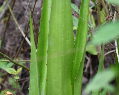 Spiny aloe-like plant