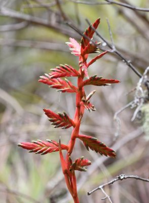 Red-leaf plant