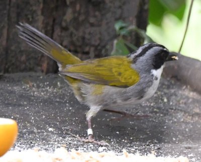 Grey-browed Brush-Finch