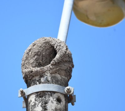 This is a Pacific Hornero dried-mud nest on top of a light pole in front of the hostera. Some of our group saw and got photos of the 'changing of the guard' between the parents at the nest--while Mary and I were paying off our beer tab inside.
