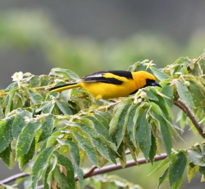 Along with other birds, we saw a couple of Yellow-tailed Orioles in trees along the road near the checkpoint.