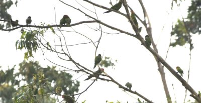 As we were driving through the town of Alamor, we saw a large flock of Red-masked Parakeets, so we pulled to the side of the road and hopped out for a few photos.