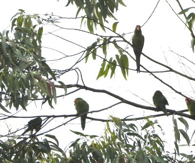 Red-masked Parakeets in a tree across the highway
