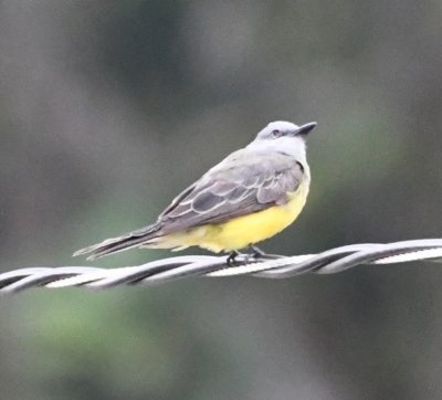 We saw several other birds too, like this Tropical Kingbird.