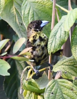 Flame-rumped Tanager with weird color pattern