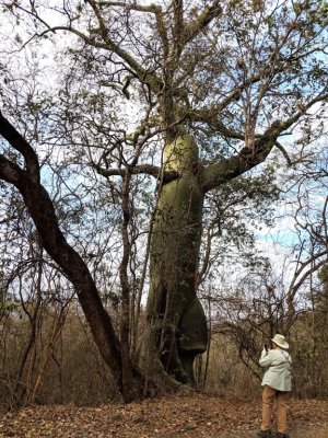 Carolyn photographs a kapok tree