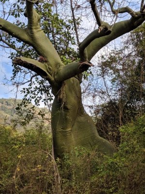 The object of their interest, this bent-over-the-road kapok tree