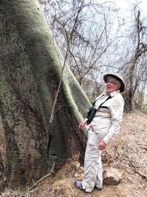 Ann with the Kapok tree